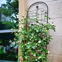 Rustproof Rose Trellis for Climbing Plants 86.7"x19.7"