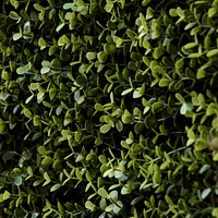 12 Boxwood Uv-Protected Panels, Green, Indoor/Outdoor