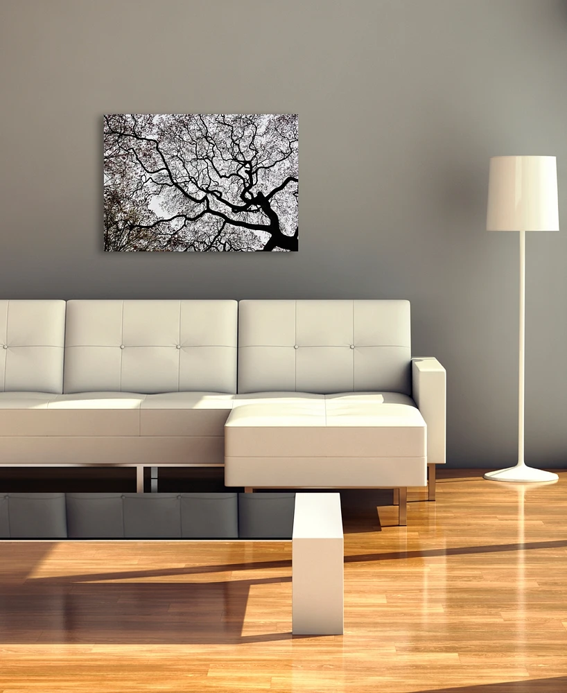 Kurt Shaffer 'Japanese Maple Spring Abstract Ii' Canvas Art