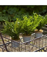 Slickblue Set of 3 Potted Ferns - 14.5 Inches High, Lifelike Artificial Plants in Plastic and Tin Pots for Home Decor