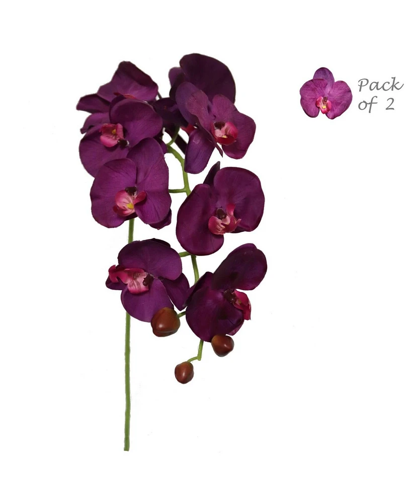 Floral Home Burgundy Phalaenopsis Orchid Stems - 33.5-Inch