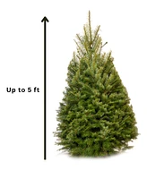 International Christmas Innovation Fresh Cut Real Christmas Tree Douglas Fir 4'-5'