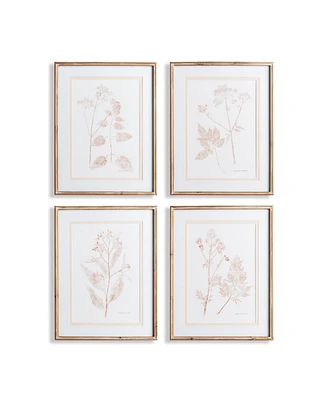 Blush Botanical Study, Set Of 4