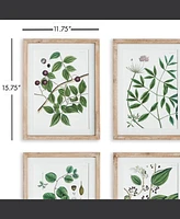 Verdant Branch Prints, Set Of 4