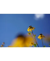 Sony Fe 50mm f/2.8 Macro Lens