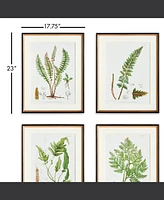 17.75" x 23" Decorative Structural Fern Botanical Study Framed Prints, Set of 4