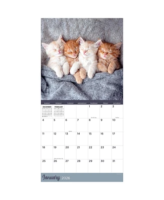 2026 Cat Dreams Wall Calendar