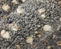 Feizy Dering T6042 4'x6' Area Rug