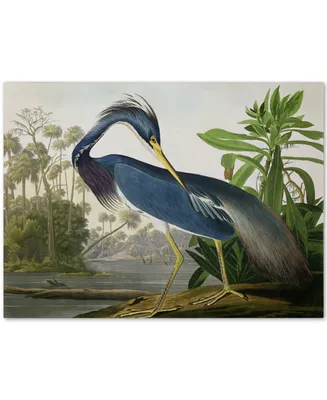 John James Audubon 'Louisiana Heron' Canvas Art