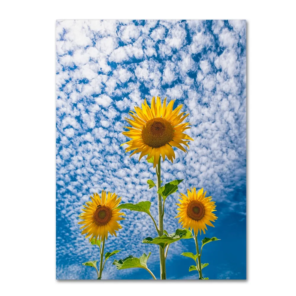 Michael Blanchette Photography 'Sunflower Triad' Canvas Art, 14" x 19"