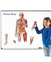 Learning Resources Double-Sided Magnetic Human Body