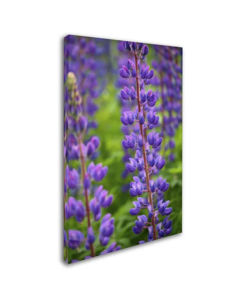 Cora Niele 'Blue Violet Lupine Flower' Canvas Art - 24" x 16" x 2"