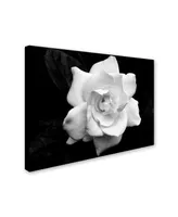 Kurt Shaffer 'Gardenia in Black and White' Canvas Art