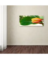 Kurt Shaffer 'Plumeria Opening' Canvas Art - 19" x 8"