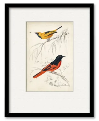 Courtside Market D'Orbigny Birds Viii 16" x 20" Framed and Matted Art