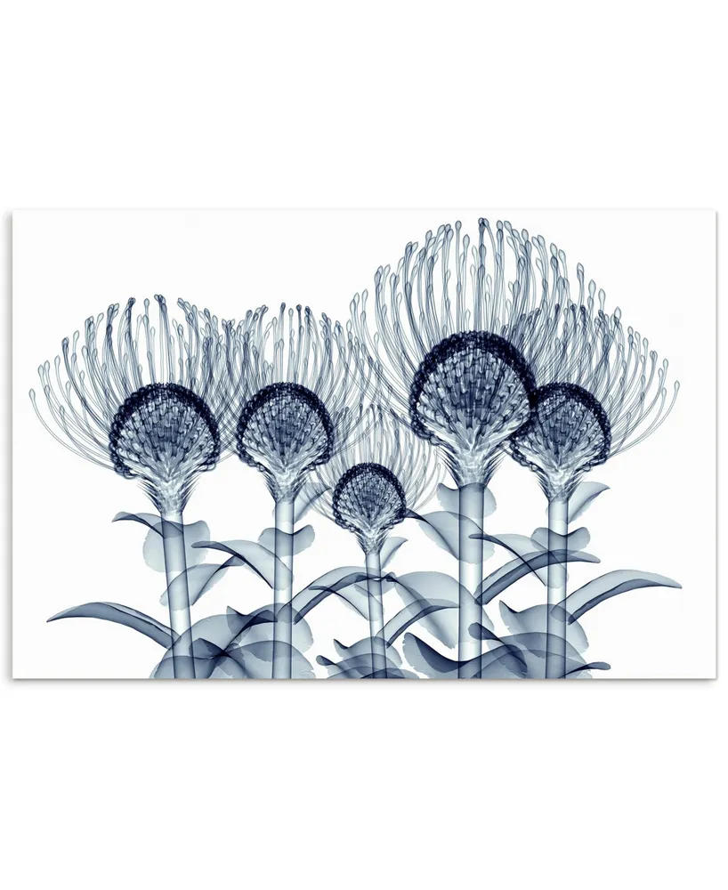 Empire Art Direct 'Nodding Pincushions' Frameless Free Floating Tempered Glass Panel Graphic Wall Art - 32" x 48''