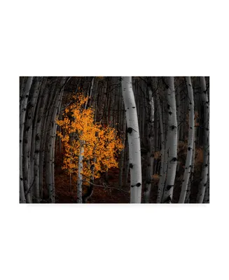 Darren White Photography Light of the Forest Flowering Canvas Art