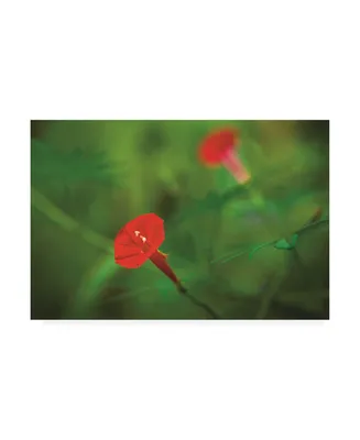 Kurt Shaffer Photographs Red Green in Nature Canvas Art