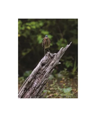 Kurt Shaffer Photographs Green Heron Stare Down Canvas Art