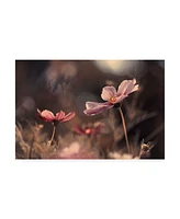 Fabien Bravin Flowers of Innocence Canvas Art - 20" x 25"