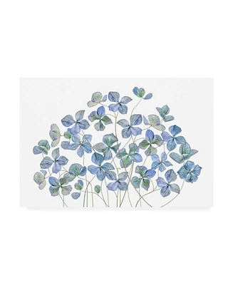 Mandy Disher Hydrangea Blue Canvas Art - 20" x 25"