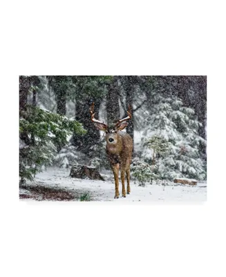 Majestic Moments Photography Snow Storm and the Buck Deer Canvas Art