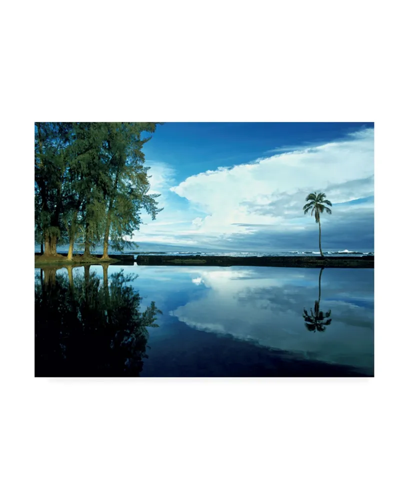 Monte Nagler Palm Tree Alone Big Island Hawaii Canvas Art - 37" x 49"