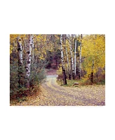 Monte Nagler Birch Tree Drive Fence and Road Santa Fe New Mexico Canvas Art - 20" x 25"