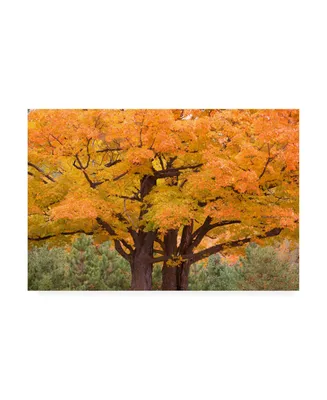 Monte Nagler Maple Tree in Autumn Big Bay Michigan Color Canvas Art - 37" x 49"