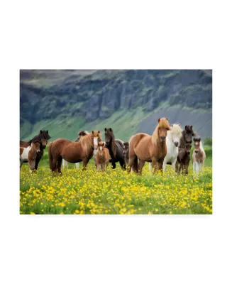 Ph Burchett Icelandic Horses Vii Canvas Art