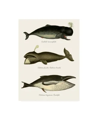 Fab Funky Trio of Vintage Whales Canvas Art
