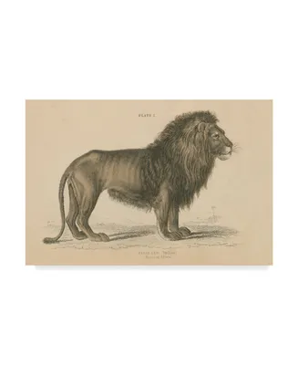 Wild Apple Portfolio Vintage Lion Canvas Art
