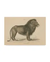 Wild Apple Portfolio Vintage Lion Canvas Art