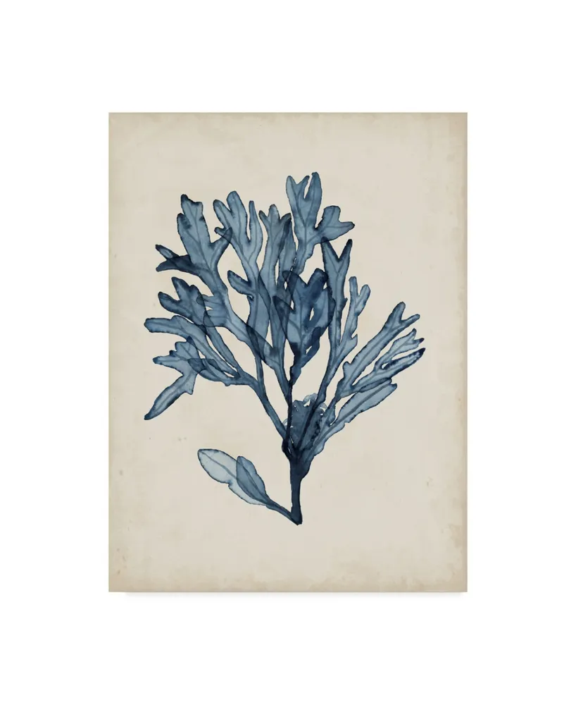 Naomi Mccavitt Seaweed Specimens Ii Canvas Art - 15" x 20"