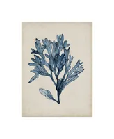 Naomi Mccavitt Seaweed Specimens Ii Canvas Art - 15" x 20"