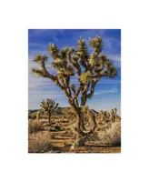 Rachel Perry Views of Joshua Tree Iii Canvas Art - 15" x 20"