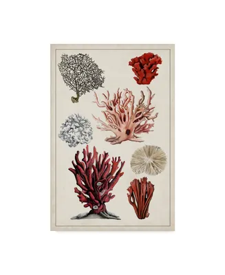 Naomi Mccavitt Antique Coral Study I Canvas Art
