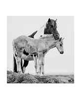 Ph Burchett Black and White Horses I Canvas Art - 20" x 25"