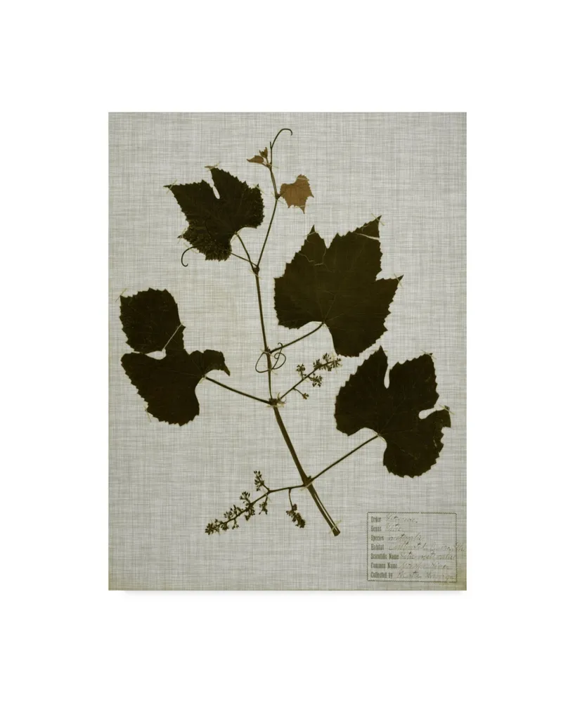 Vision Studio Pressed Leaves on Linen Iii Canvas Art - 20" x 25"