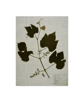 Vision Studio Pressed Leaves on Linen Iii Canvas Art - 20" x 25"