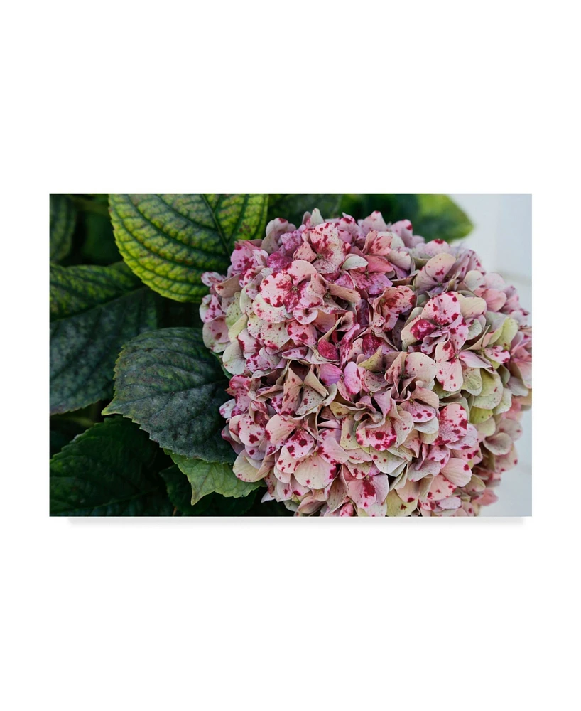 American School Hydrangea Closeup Canvas Art - 20" x 25"