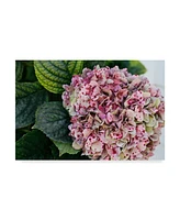 American School Hydrangea Closeup Canvas Art - 20" x 25"