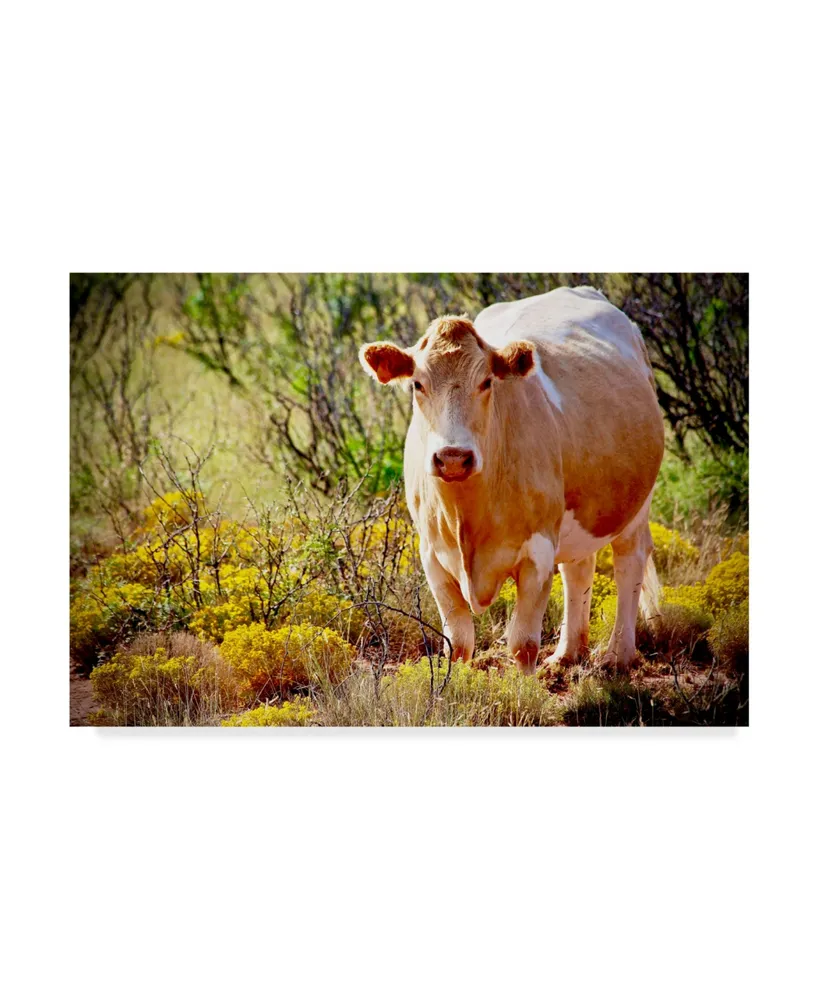 American School Lone Cow in New Mexico Canvas Art - 37" x 49"