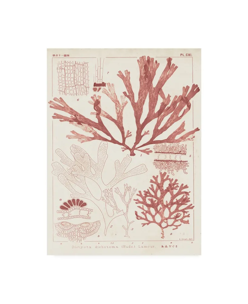 Vision Studio Antique Coral Seaweed Iv Canvas Art - 15" x 20"