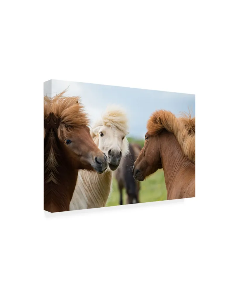 David Ayash Horses in Iceland Canvas Art