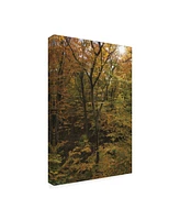 Kurt Shaffer Photographs Sunlight in a November Forest Canvas Art - 27" x 33.5"