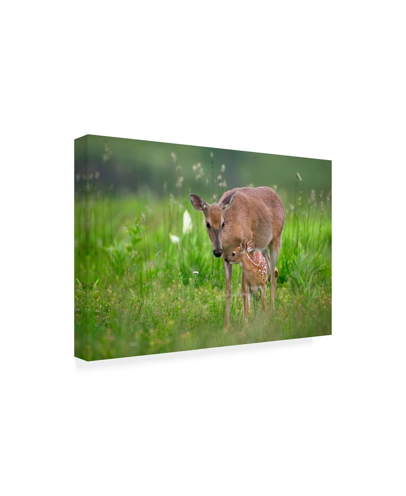 Nick Kalathas Tender Moment Deer Canvas Art - 20" x 25"