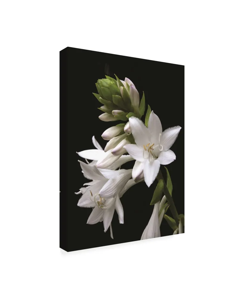 Kurt Shaffer White Hosta Flower Canvas Art