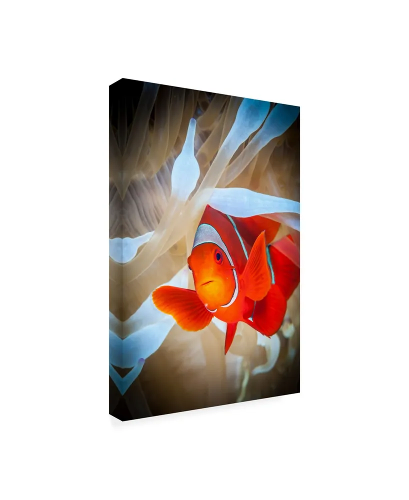 Jan Abadschieff Clownfish Defends His White Anemone Canvas Art - 20" x 25"