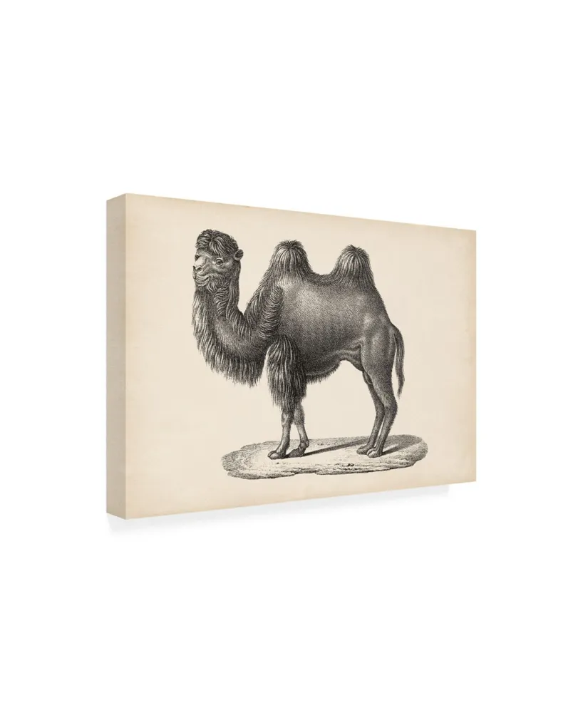 Brodtmann Brodtmann Camel Canvas Art